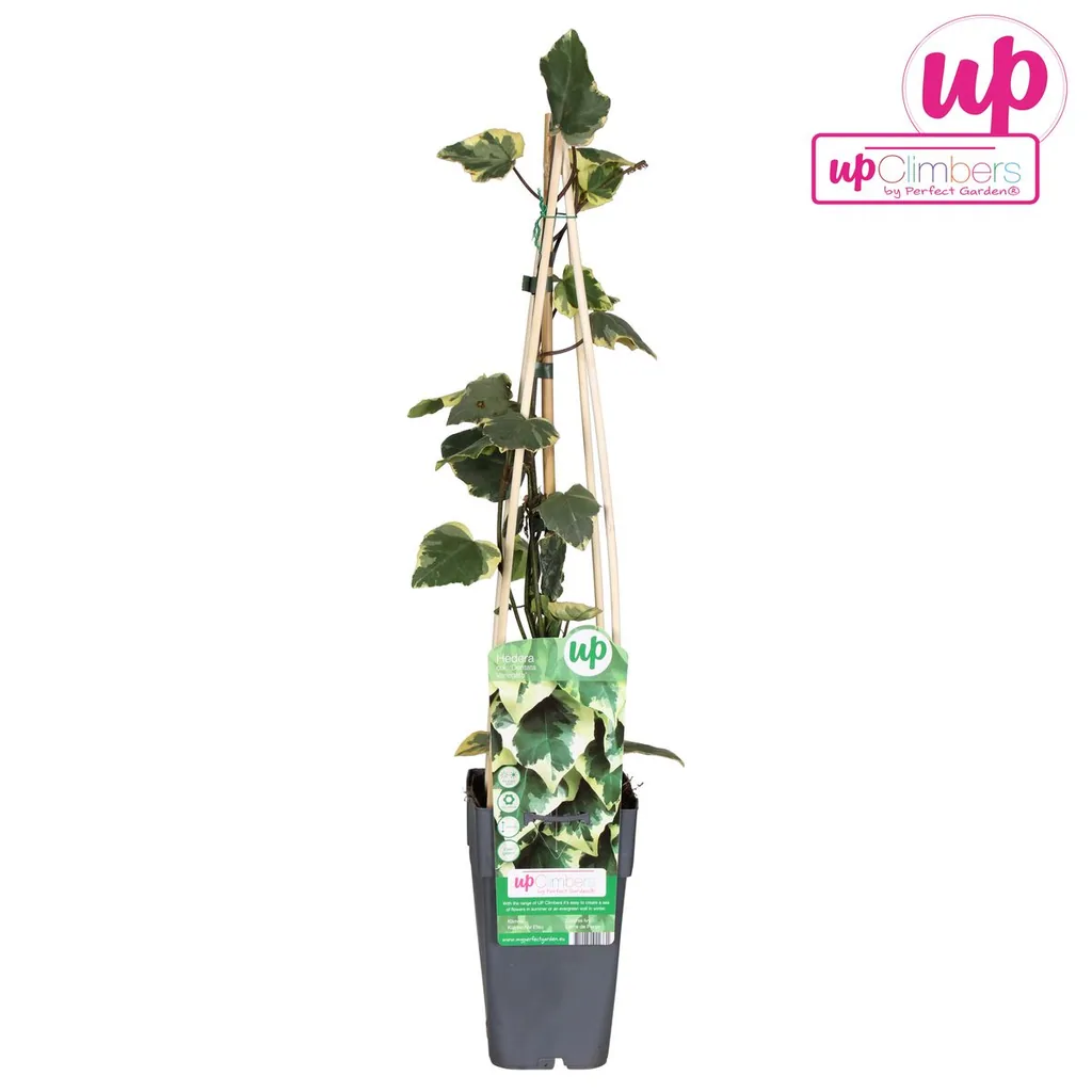 Kaukasus-Efeu 'Dentata Variegata' (Hedera colchica) – winterharte Kletterpflanze, Topf-Ø 15 cm, Höhe ca. 65 cm