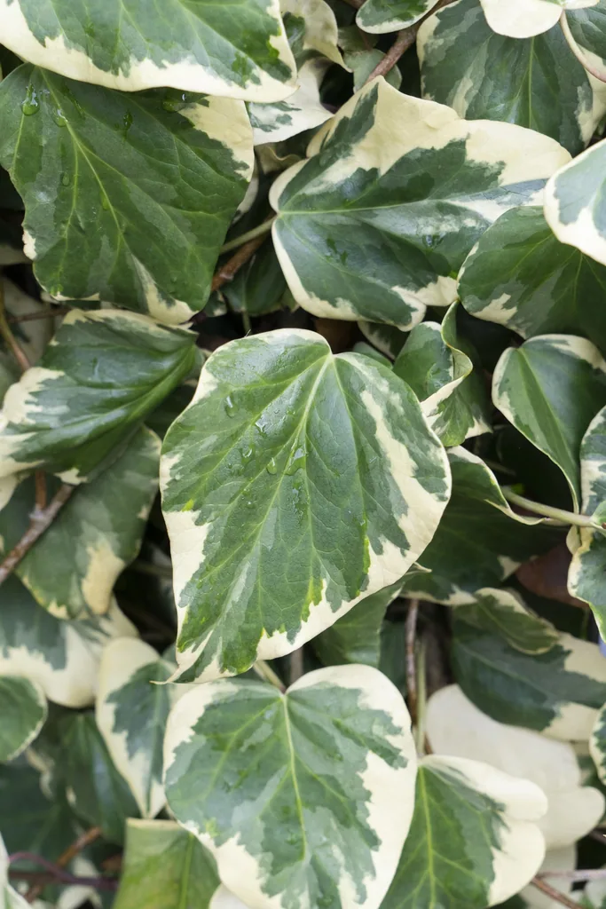 Kaukasus-Efeu 'Dentata Variegata' (Hedera colchica) – winterharte Kletterpflanze, Topf-Ø 15 cm, Höhe ca. 65 cm
