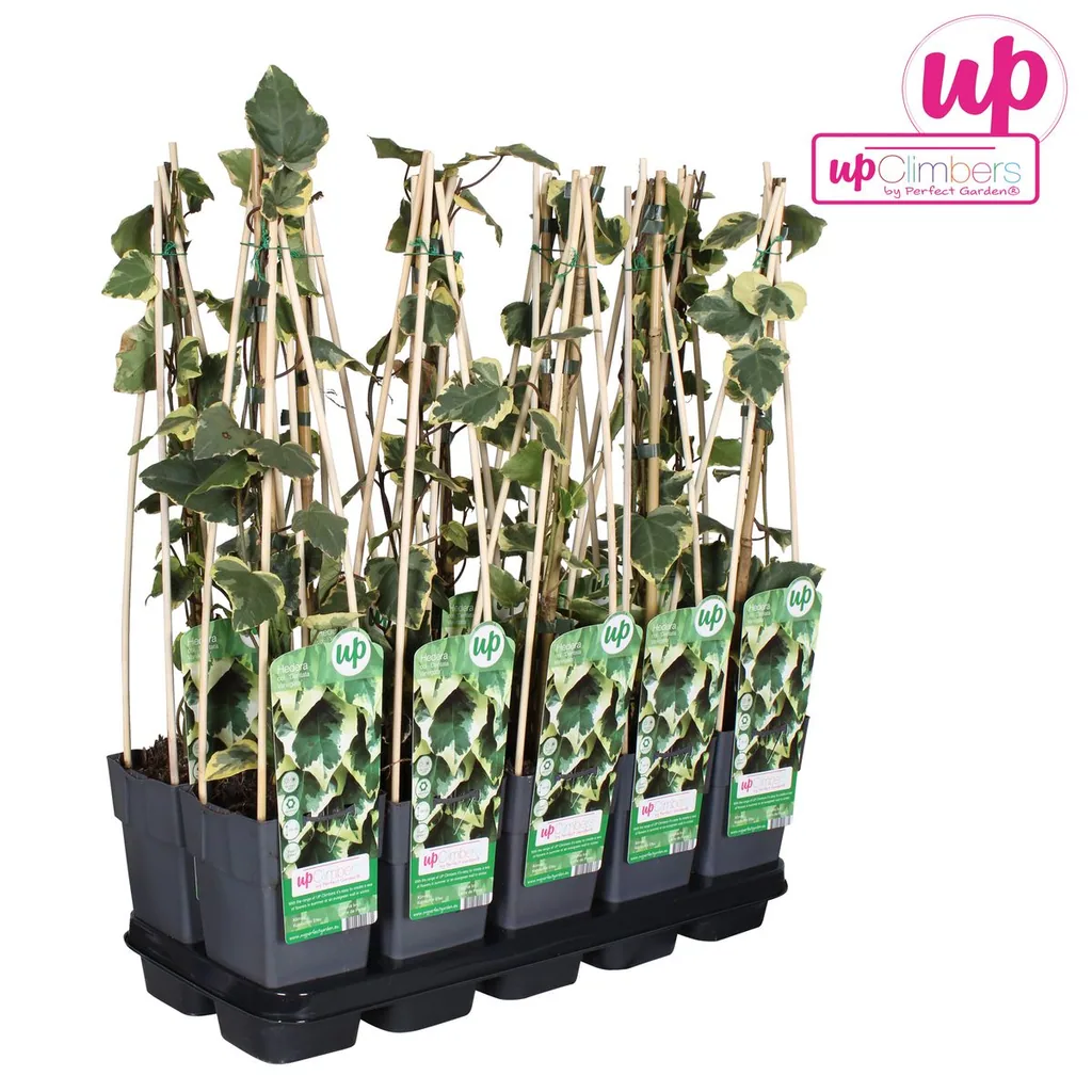 Kaukasus-Efeu 'Dentata Variegata' (Hedera colchica) – winterharte Kletterpflanze, Topf-Ø 15 cm, Höhe ca. 65 cm