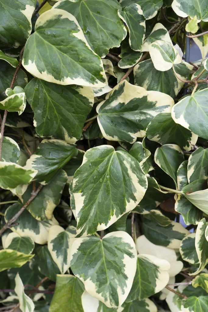 Kaukasus-Efeu 'Dentata Variegata' (Hedera colchica) – winterharte Kletterpflanze, Topf-Ø 15 cm, Höhe ca. 65 cm