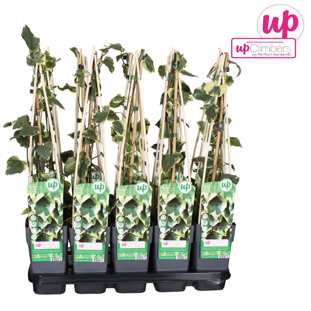 Kaukasus-Efeu 'Dentata Variegata' (Hedera colchica) – winterharte Kletterpflanze, Topf-Ø 15 cm, Höhe ca. 65 cm