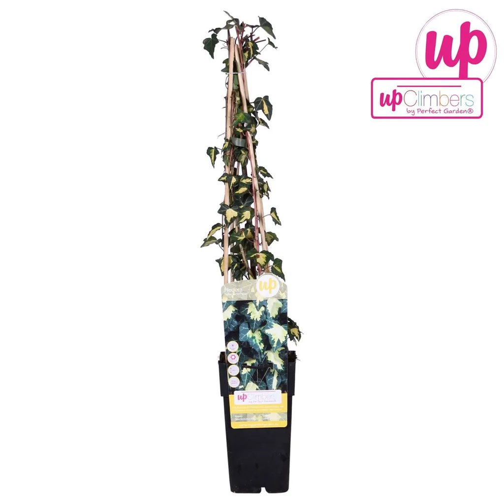 Efeu 'Goldheart' (Hedera helix) – winterharte Kletterpflanze, Topf-Ø 15 cm, Höhe ca. 65 cm