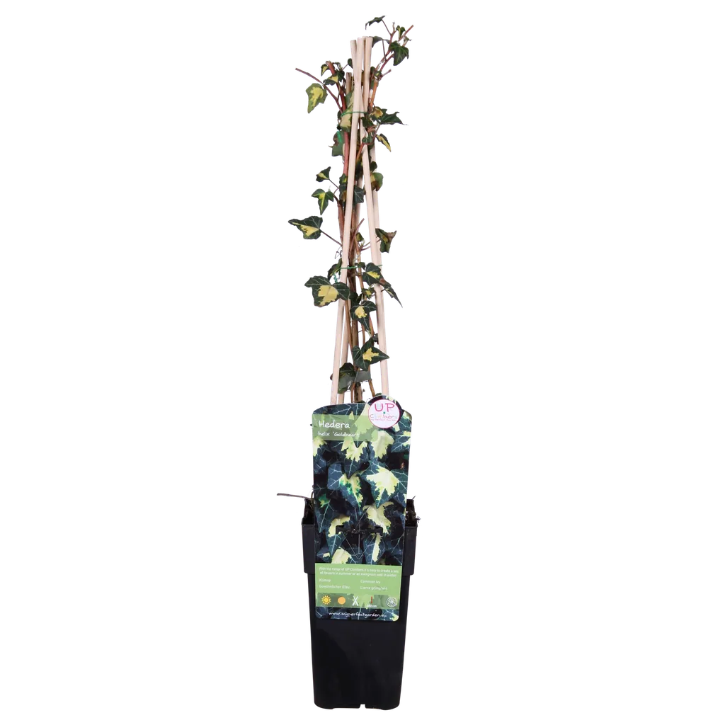 Efeu 'Goldheart' (Hedera helix) – winterharte Kletterpflanze, Topf-Ø 15 cm, Höhe ca. 65 cm