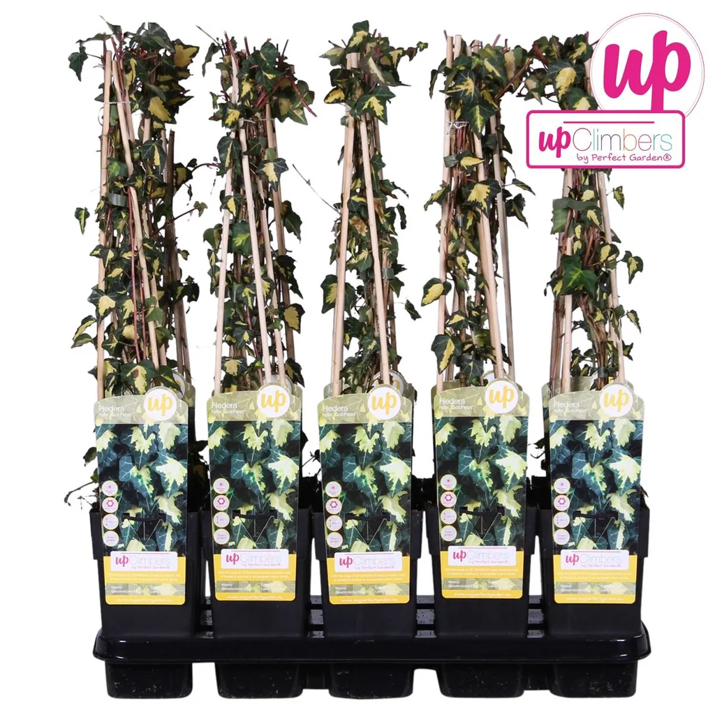 Efeu 'Goldheart' (Hedera helix) – winterharte Kletterpflanze, Topf-Ø 15 cm, Höhe ca. 65 cm