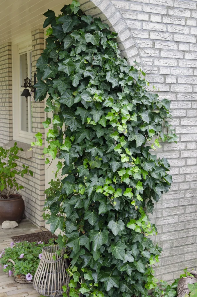 Gewöhnlicher Efeu (Hedera helix) – winterharte Kletterpflanze, Topf-Ø 15 cm, Höhe ca. 65 cm