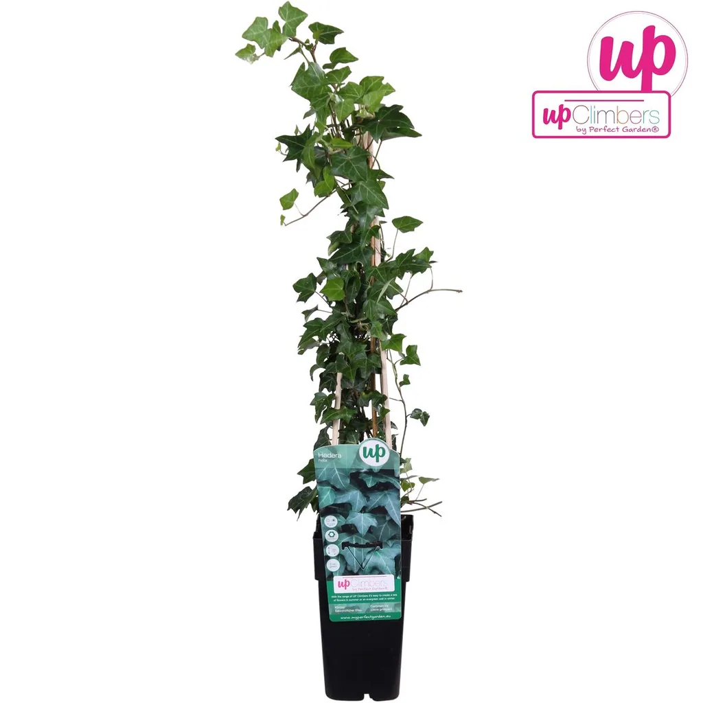 Gewöhnlicher Efeu (Hedera helix) – winterharte Kletterpflanze, Topf-Ø 15 cm, Höhe ca. 65 cm