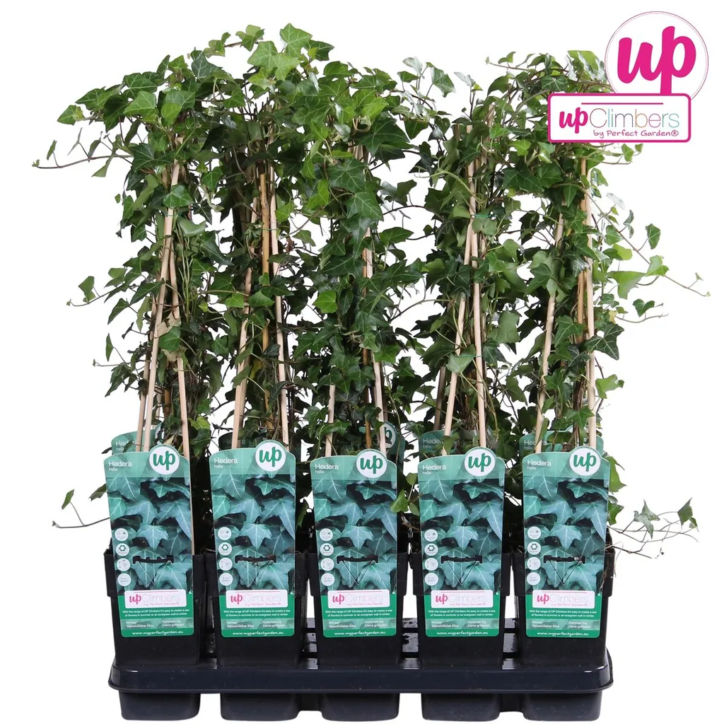 Gewöhnlicher Efeu (Hedera helix) – winterharte Kletterpflanze, Topf-Ø 15 cm, Höhe ca. 65 cm