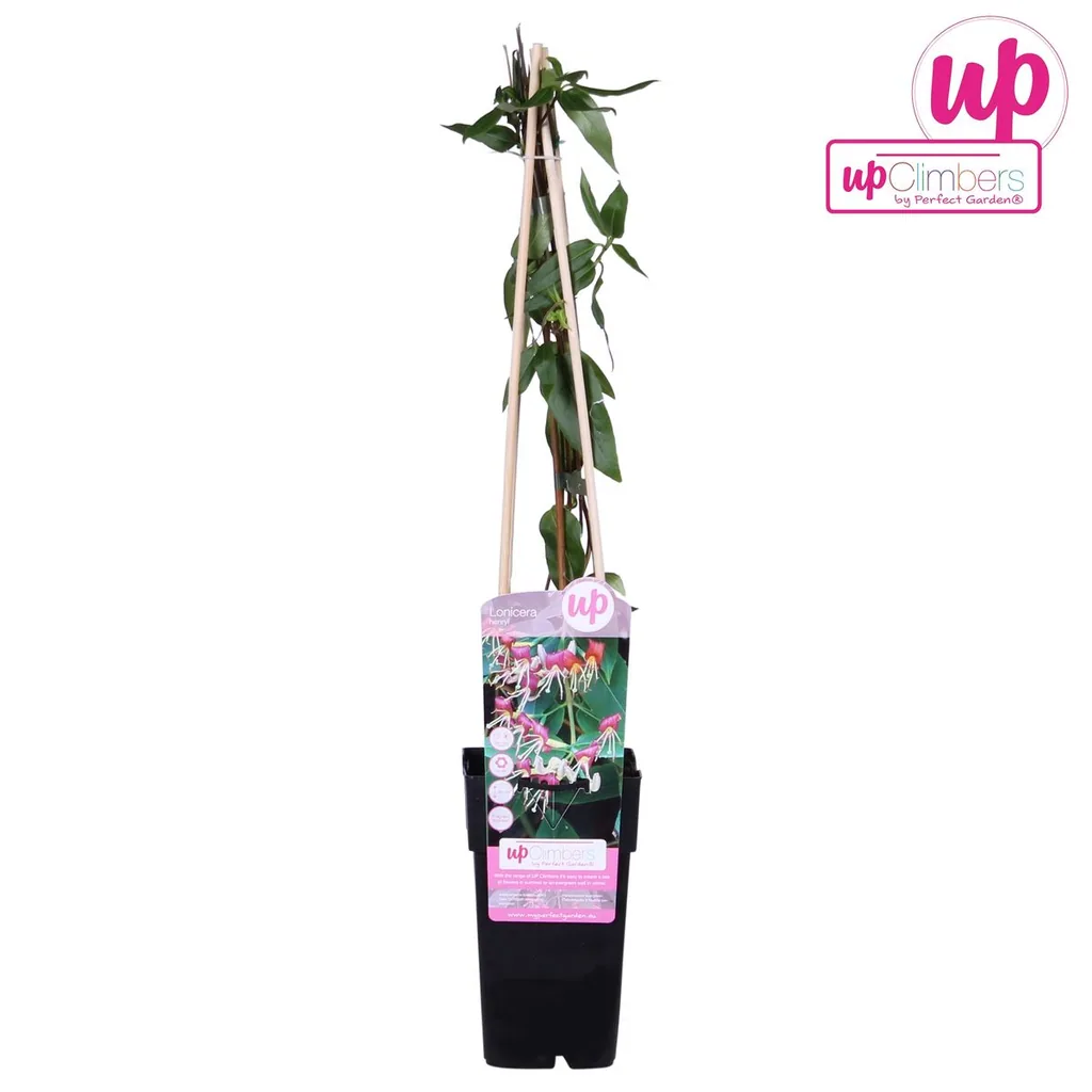 Immergrünes Geißblatt (Lonicera henryi) – winterharte Kletterpflanze, Topf-Ø 15 cm, Höhe ca. 65 cm