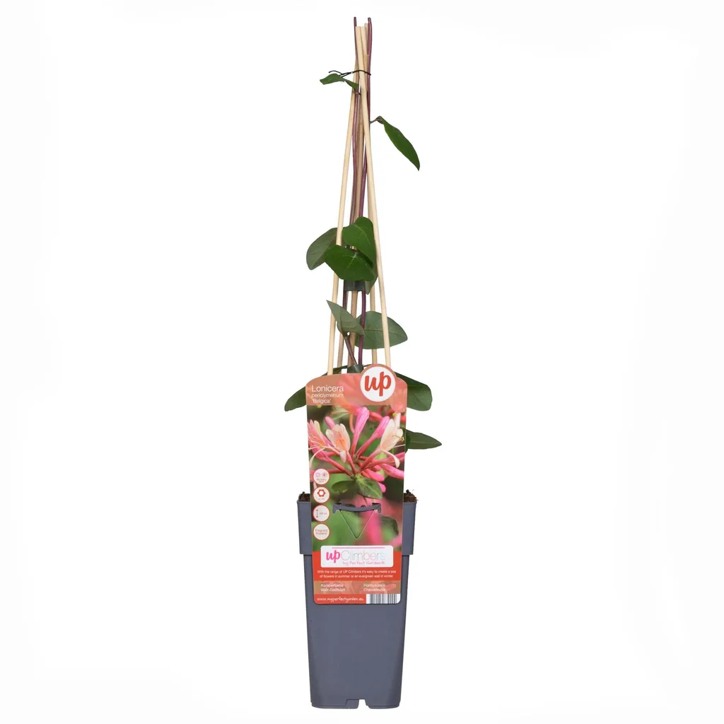 Waldgeißblatt 'Belgica' (Lonicera periclymenum) – winterharte Kletterpflanze, Topf-Ø 15 cm, Höhe ca. 65 cm
