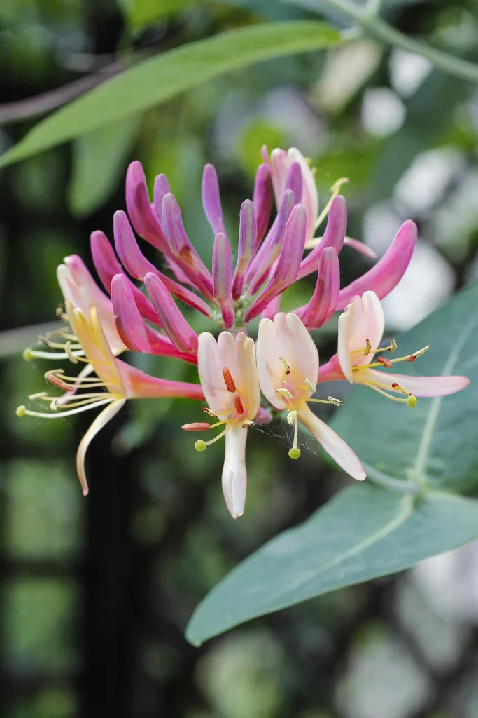 Waldgeißblatt 'Belgica' (Lonicera periclymenum) – winterharte Kletterpflanze, Topf-Ø 15 cm, Höhe ca. 65 cm