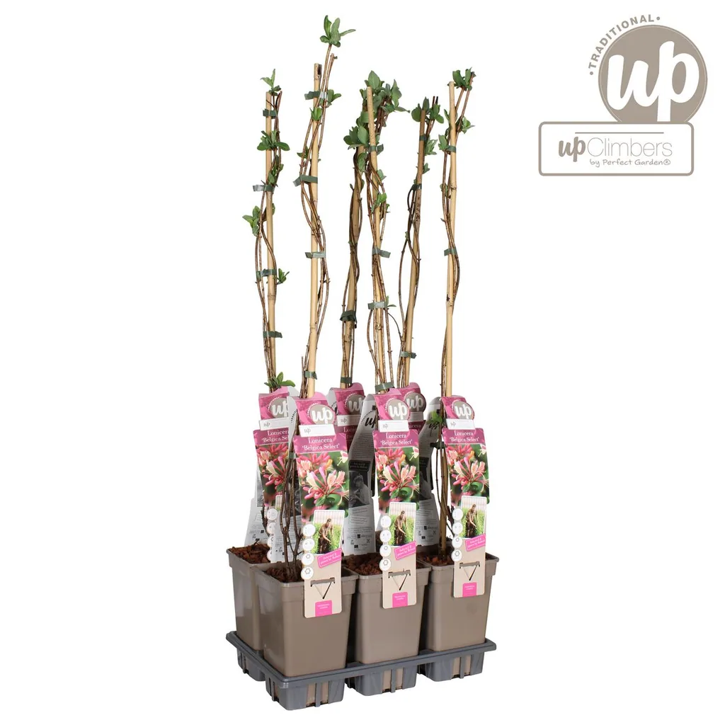 Waldgeißblatt 'Belgica' (Lonicera periclymenum) – winterharte Kletterpflanze, Topf-Ø 15 cm, Höhe ca. 65 cm