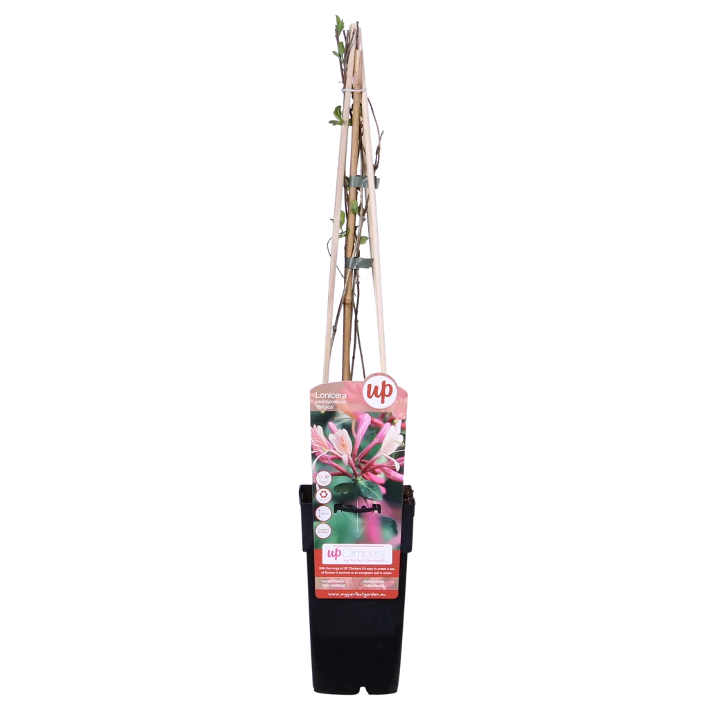 Waldgeißblatt 'Belgica' (Lonicera periclymenum) – winterharte Kletterpflanze, Topf-Ø 15 cm, Höhe ca. 65 cm