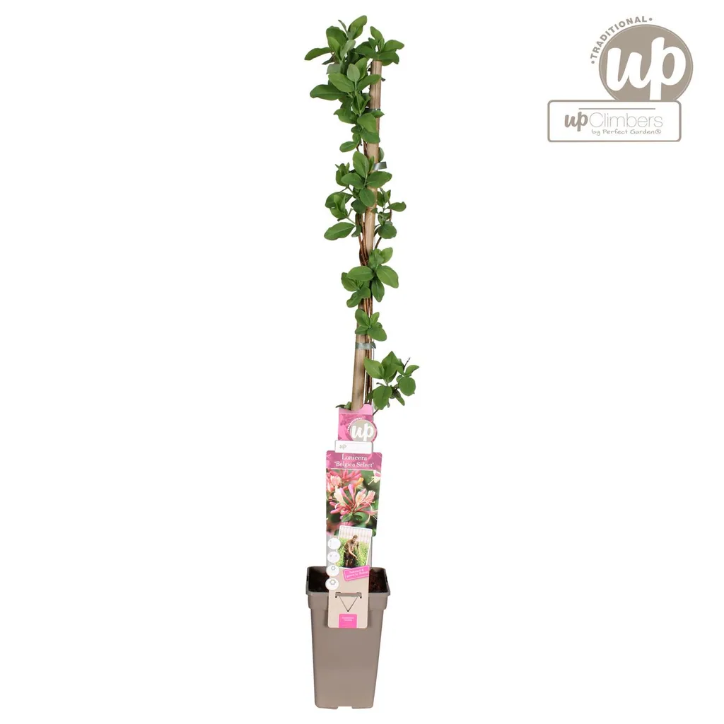 Waldgeißblatt 'Belgica' (Lonicera periclymenum) – winterharte Kletterpflanze, Topf-Ø 15 cm, Höhe ca. 65 cm