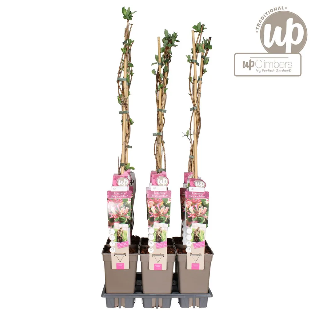 Waldgeißblatt 'Belgica' (Lonicera periclymenum) – winterharte Kletterpflanze, Topf-Ø 15 cm, Höhe ca. 65 cm