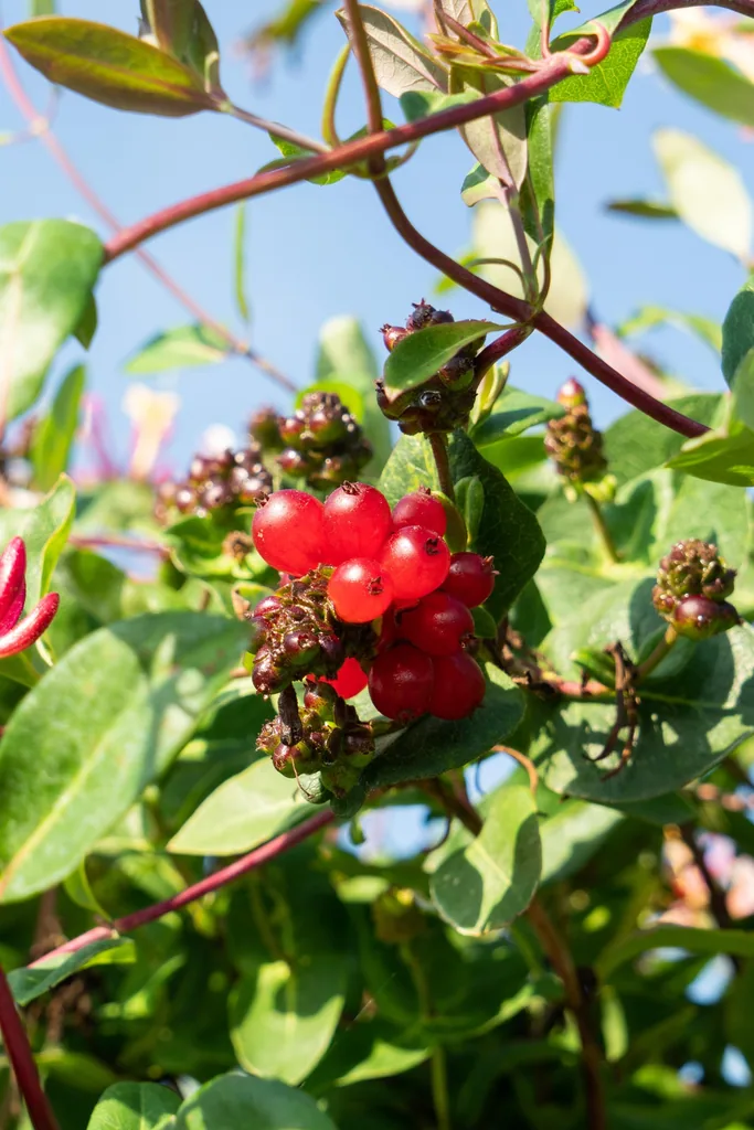 Waldgeißblatt 'Serotina' (Lonicera periclymenum) – winterharte Kletterpflanze, Topf-Ø 15 cm, Höhe ca. 65 cm