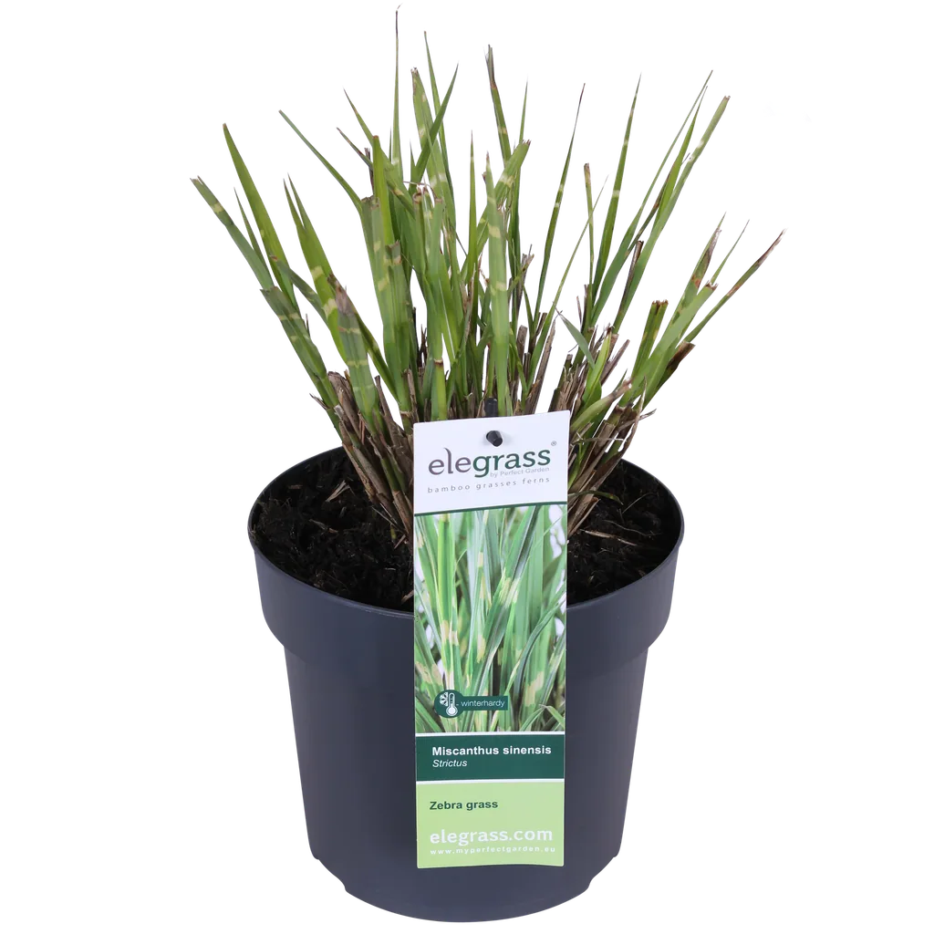 Chinaschilf 'Strictus' (Miscanthus sinensis) – winterhartes Ziergras, Topf-Ø 19 cm, Höhe ca. 50 cm