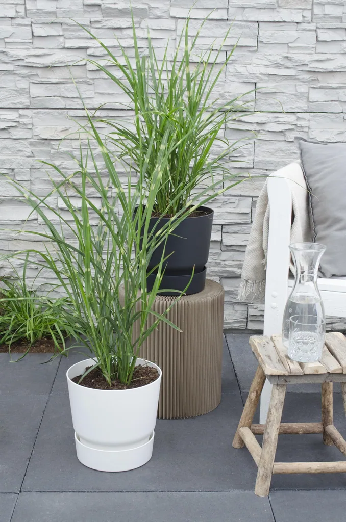 Chinaschilf 'Strictus' (Miscanthus sinensis) – winterhartes Ziergras, Topf-Ø 19 cm, Höhe ca. 50 cm