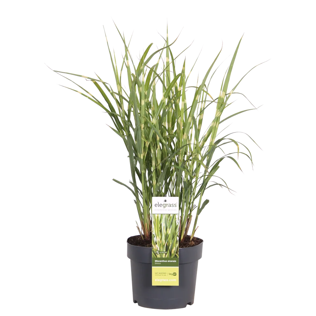 Chinaschilf 'Strictus' (Miscanthus sinensis) – winterhartes Ziergras, Topf-Ø 19 cm, Höhe ca. 50 cm