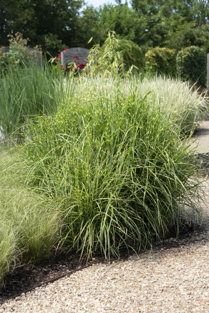 Chinaschilf 'Strictus' (Miscanthus sinensis) – winterhartes Ziergras, Topf-Ø 19 cm, Höhe ca. 50 cm