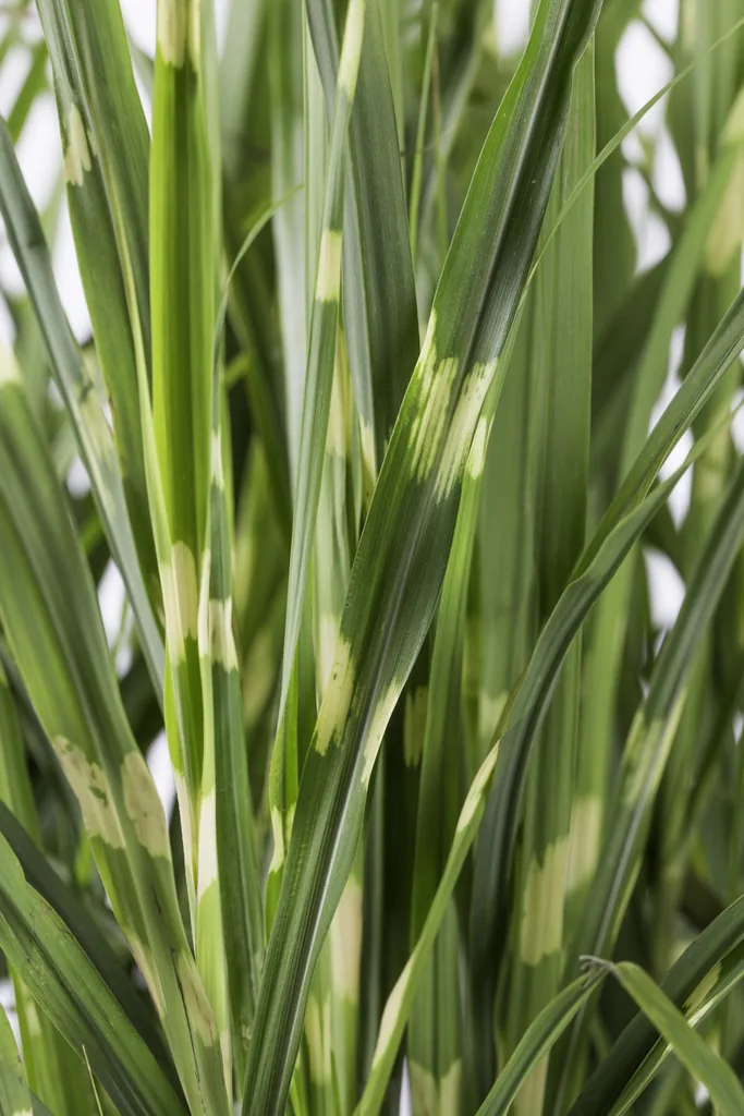 Chinaschilf 'Strictus' (Miscanthus sinensis) – winterhartes Ziergras, Topf-Ø 19 cm, Höhe ca. 50 cm