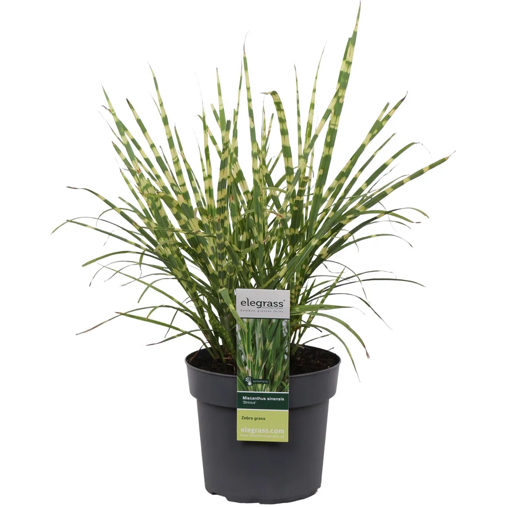 Chinaschilf 'Strictus' (Miscanthus sinensis) – winterhartes Ziergras, Topf-Ø 19 cm, Höhe ca. 50 cm