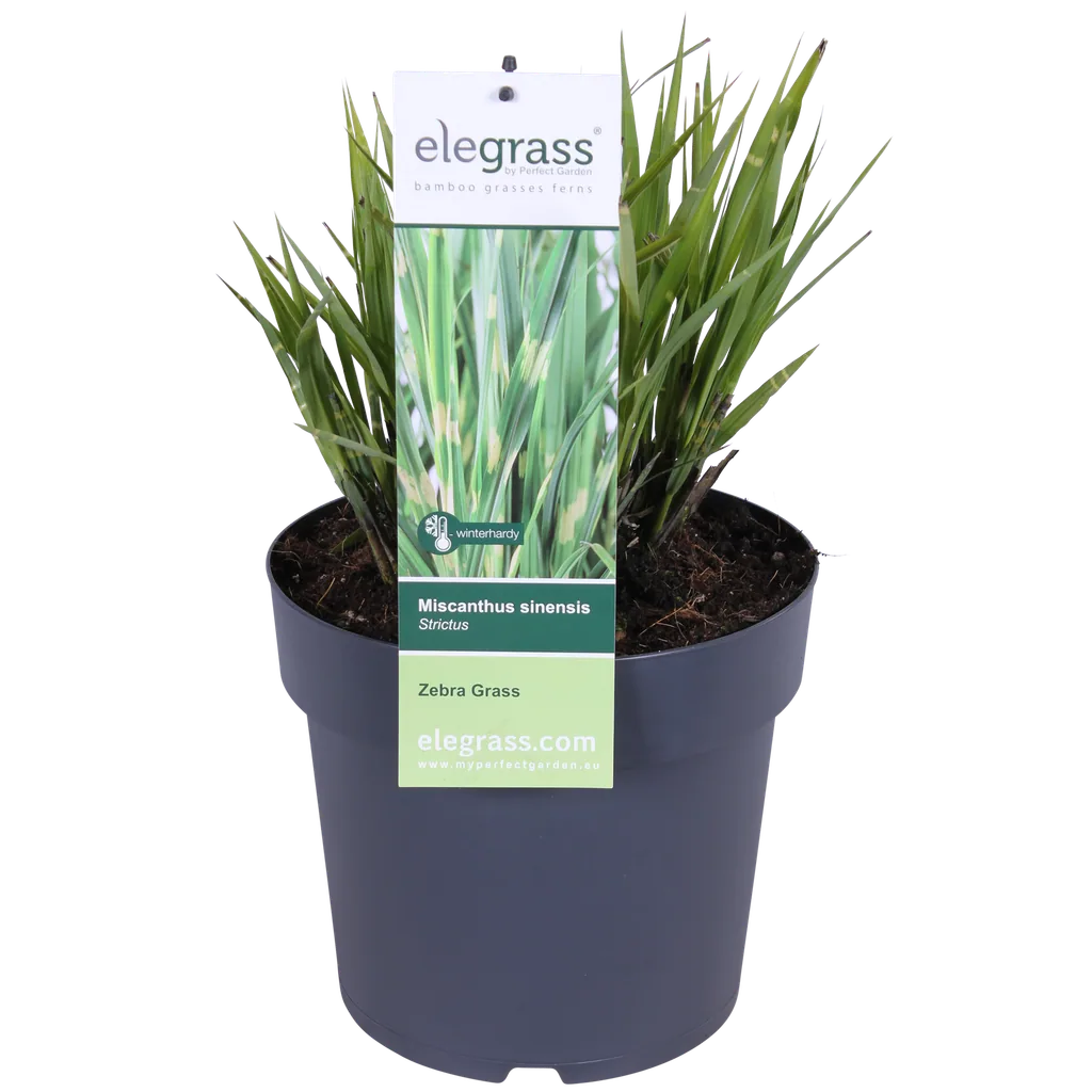 Chinaschilf 'Strictus' (Miscanthus sinensis) – winterhartes Ziergras, Topf-Ø 23 cm, Höhe ca. 60 cm