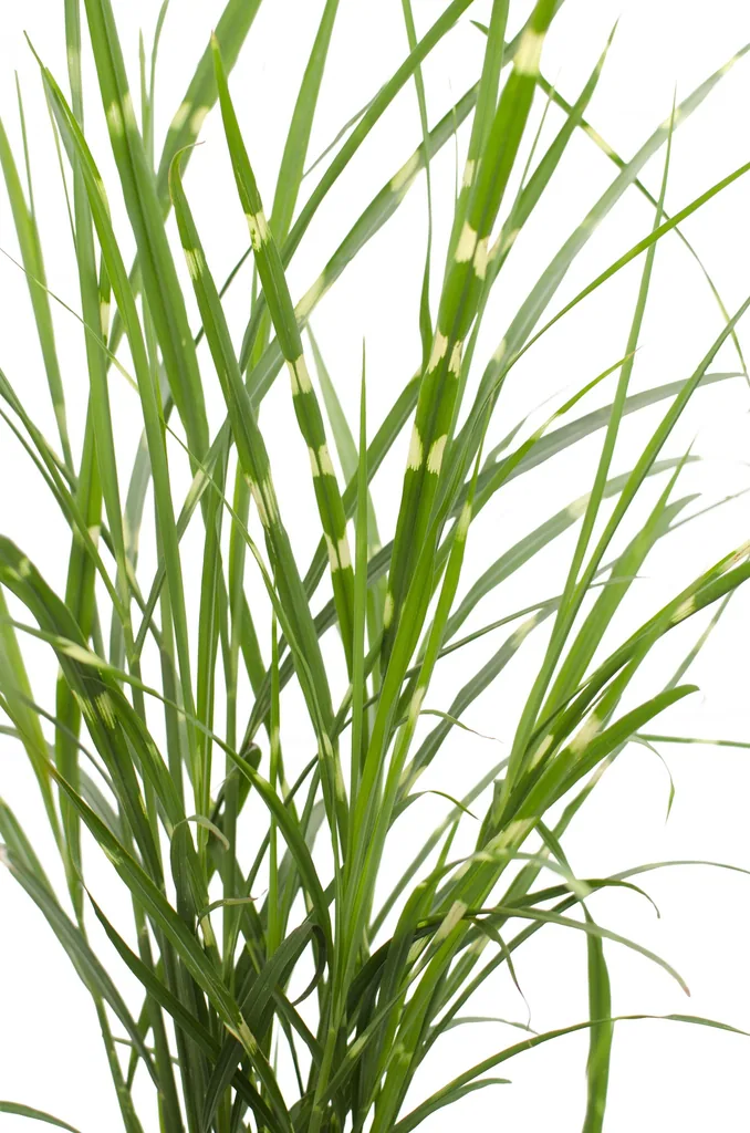 Chinaschilf 'Strictus' (Miscanthus sinensis) – winterhartes Ziergras, Topf-Ø 23 cm, Höhe ca. 60 cm