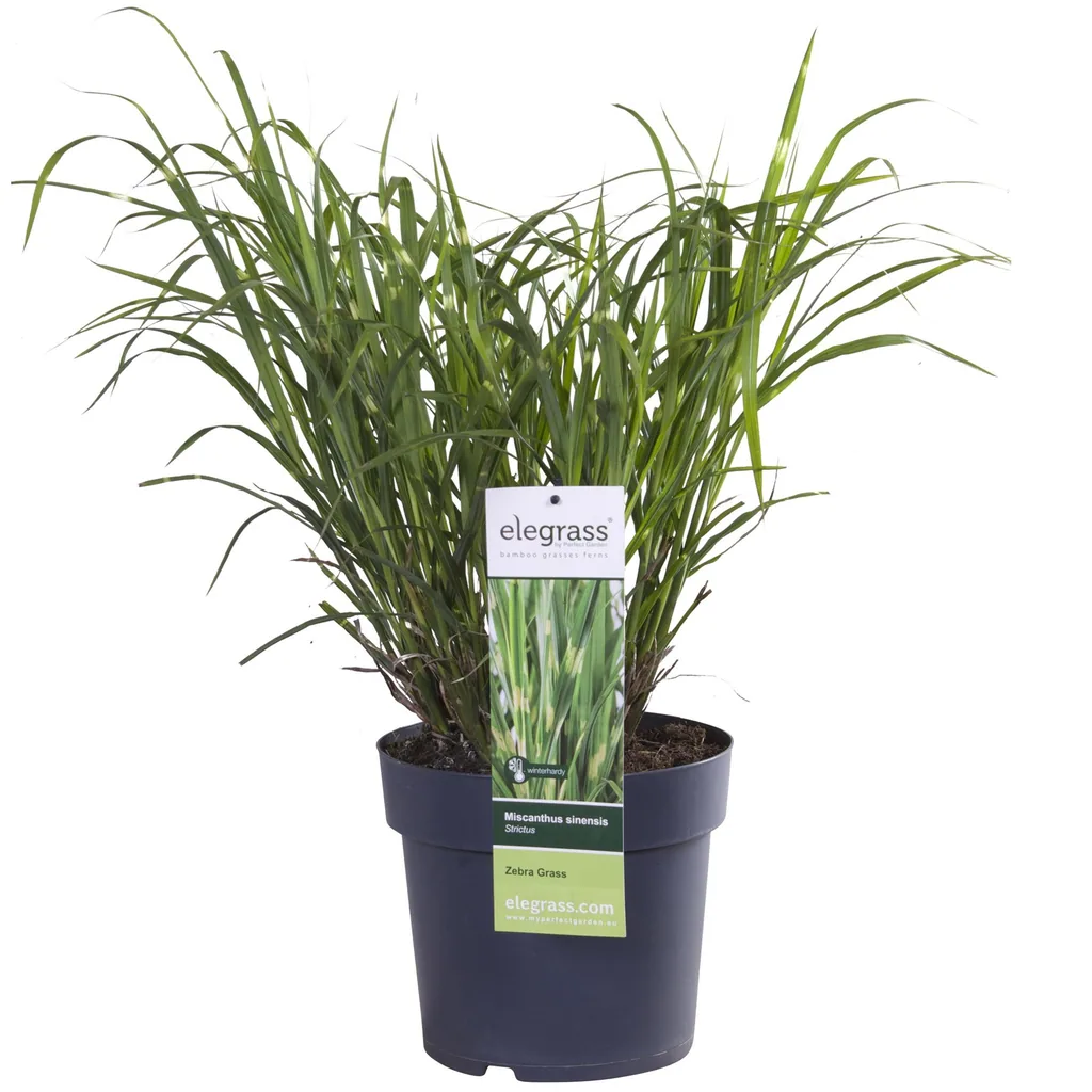 Chinaschilf 'Strictus' (Miscanthus sinensis) – winterhartes Ziergras, Topf-Ø 23 cm, Höhe ca. 60 cm