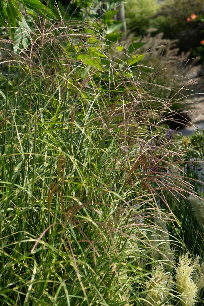 Chinaschilf 'Strictus' (Miscanthus sinensis) – winterhartes Ziergras, Topf-Ø 23 cm, Höhe ca. 60 cm
