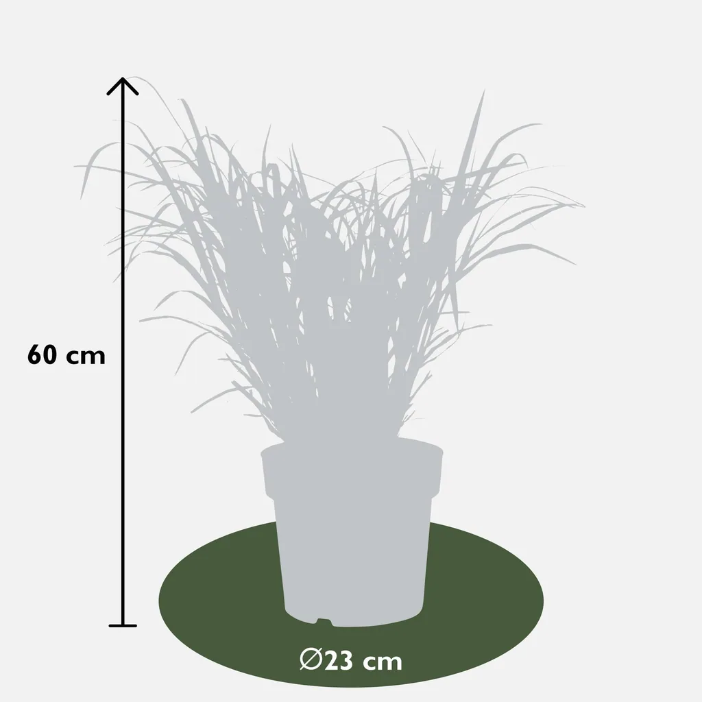 Chinaschilf 'Strictus' (Miscanthus sinensis) – winterhartes Ziergras, Topf-Ø 23 cm, Höhe ca. 60 cm