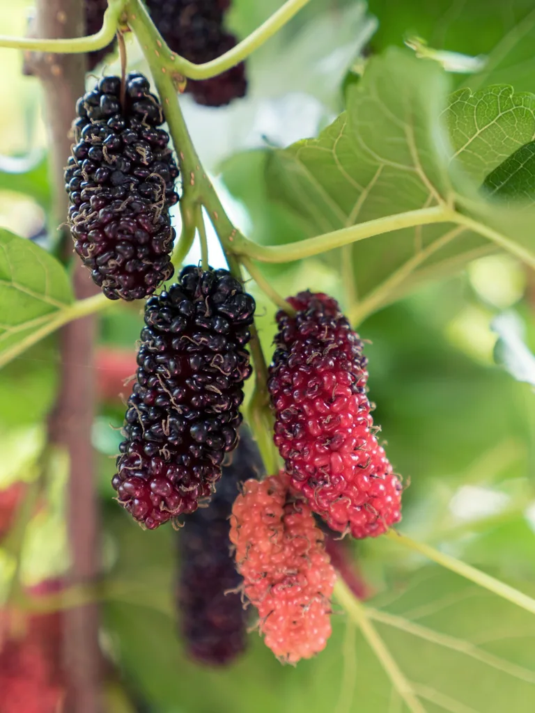 Schwarze Maulbeere 'Mulle' (Morus nigra) – winterhartes Obstgehölz, Topf-Ø 13 cm, Höhe ca. 45 cm