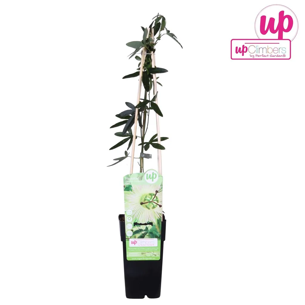 Passionsblume 'Constance Elliot' (Passiflora caerulea) – winterharte Kletterpflanze, Topf-Ø 15 cm, Höhe ca. 65 cm