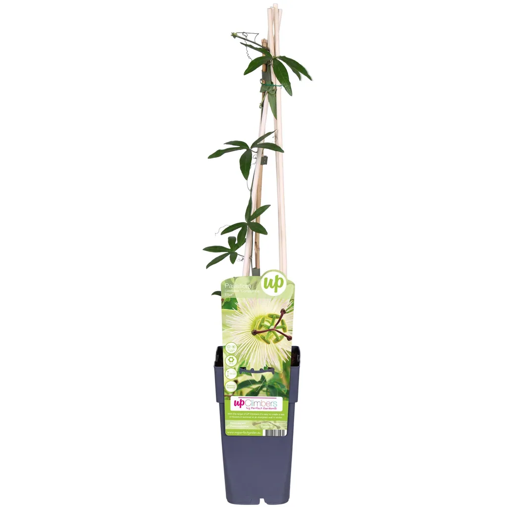 Passionsblume 'Constance Elliot' (Passiflora caerulea) – winterharte Kletterpflanze, Topf-Ø 15 cm, Höhe ca. 65 cm