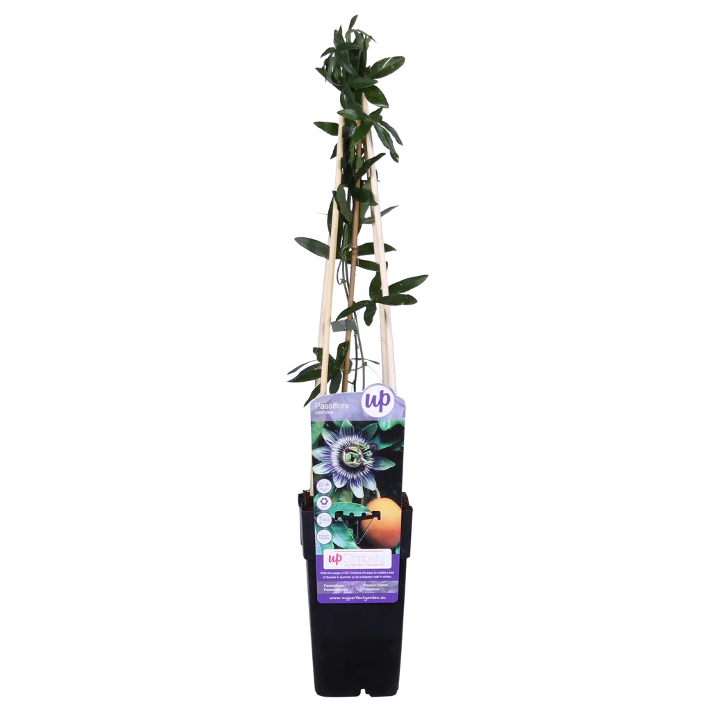 Blaue Passionsblume (Passiflora caerulea) – bedingt winterharte Kletterpflanze, Topf-Ø 15 cm, Höhe ca. 65 cm