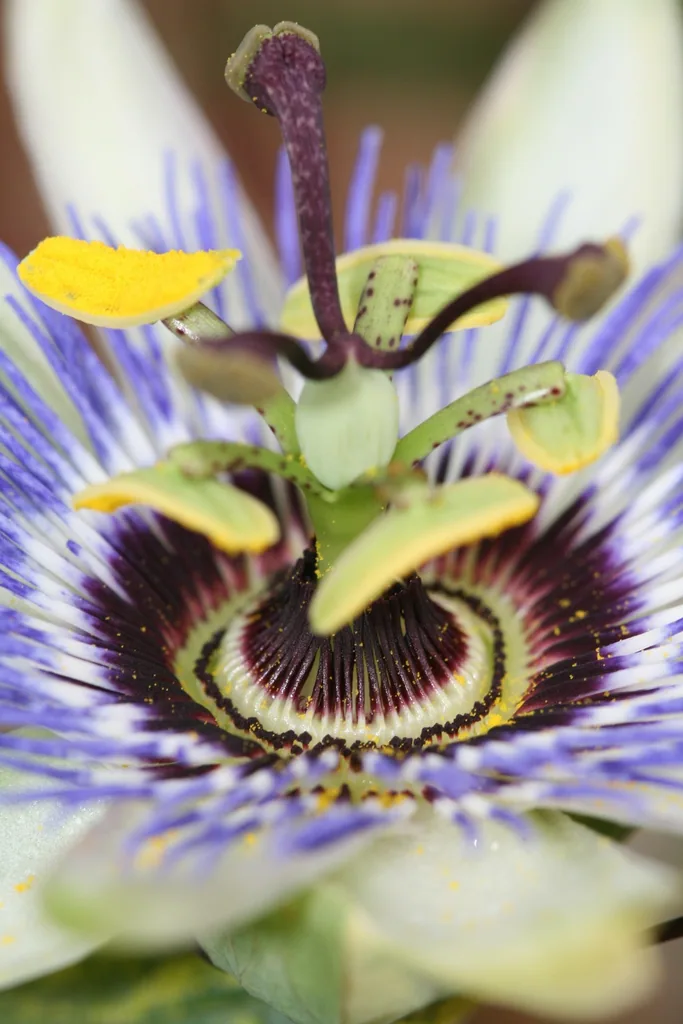Blaue Passionsblume (Passiflora caerulea) – bedingt winterharte Kletterpflanze, Topf-Ø 15 cm, Höhe ca. 65 cm