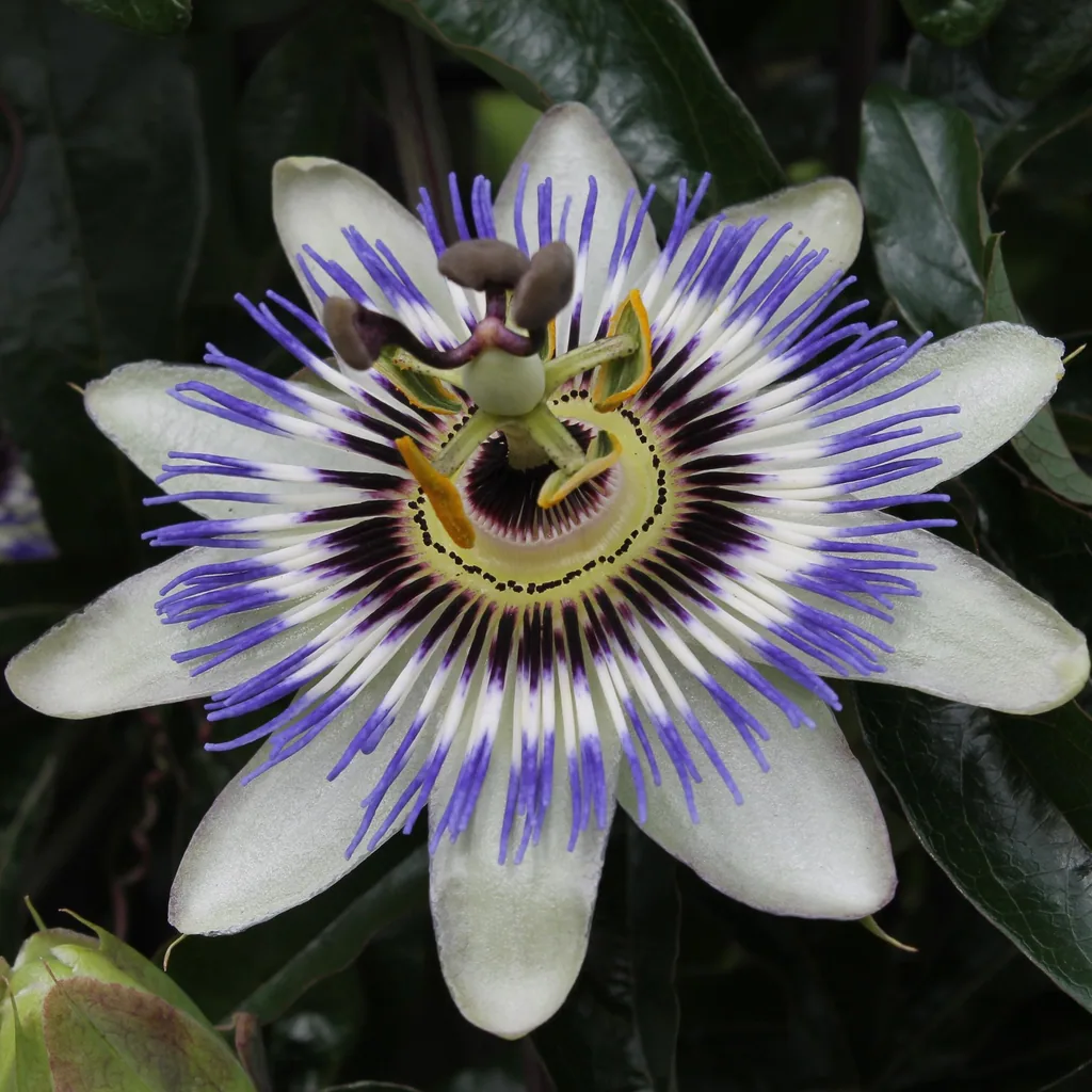 Blaue Passionsblume (Passiflora caerulea) – bedingt winterharte Kletterpflanze, Topf-Ø 15 cm, Höhe ca. 65 cm