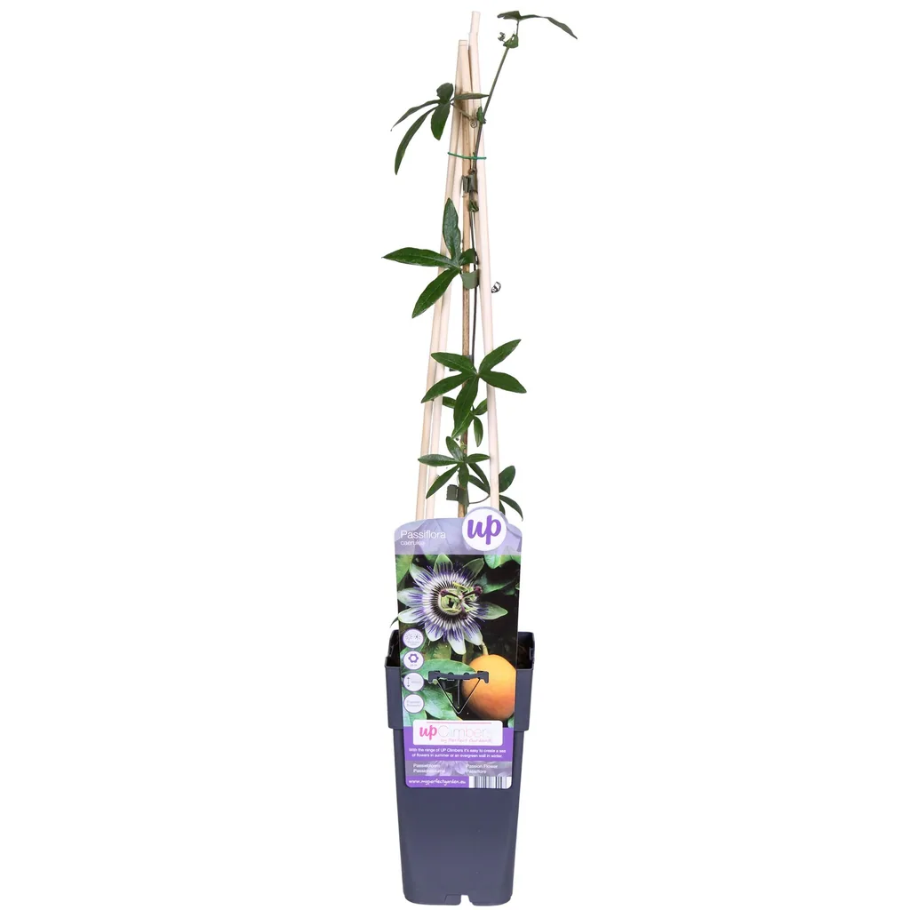 Blaue Passionsblume (Passiflora caerulea) – bedingt winterharte Kletterpflanze, Topf-Ø 15 cm, Höhe ca. 65 cm