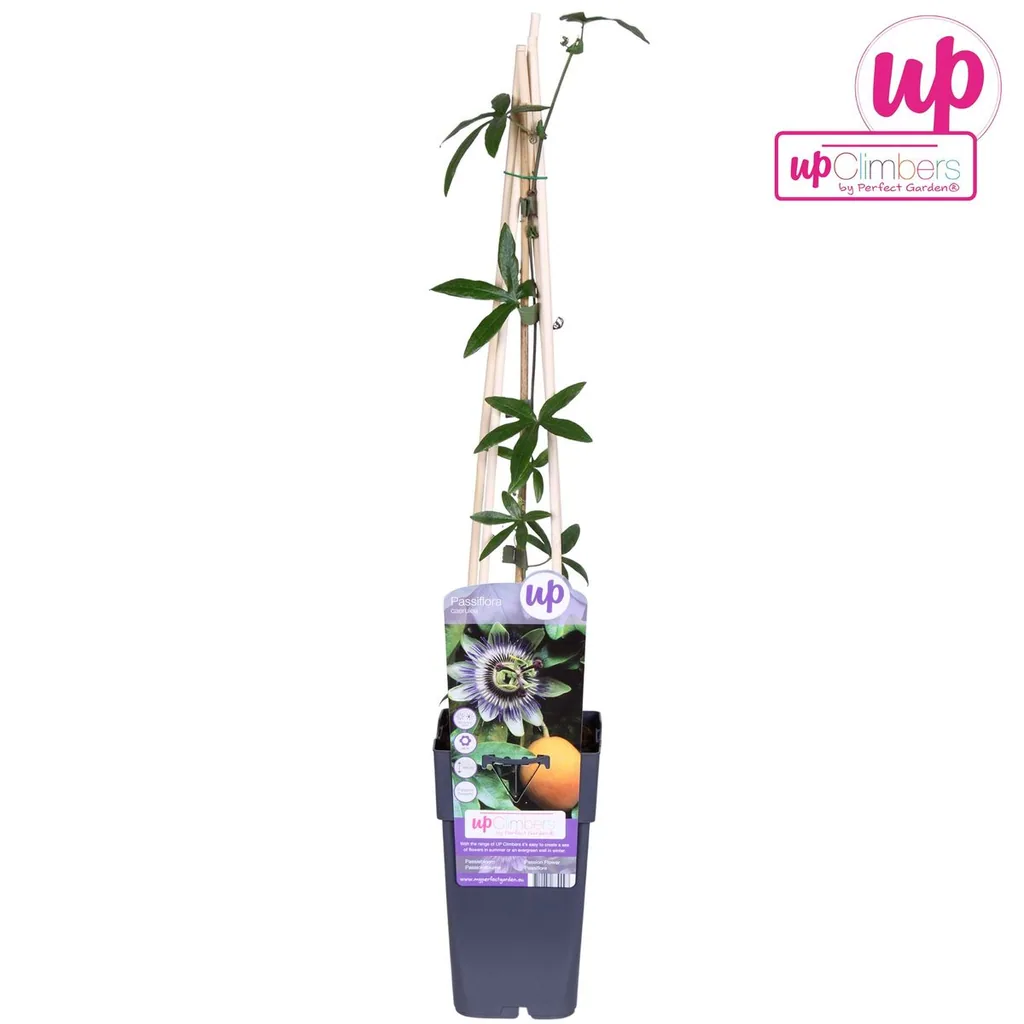 Blaue Passionsblume (Passiflora caerulea) – bedingt winterharte Kletterpflanze, Topf-Ø 15 cm, Höhe ca. 65 cm