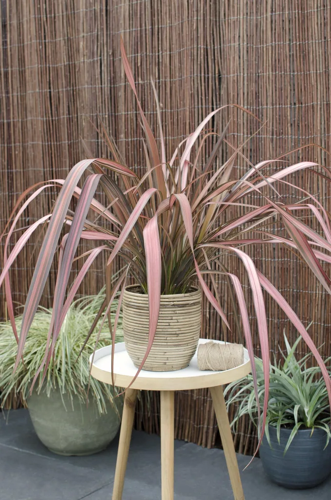 Neuseeländischer Flachs 'Pink Flamingo' (Phormium) – Blattpflanze, Topf-Ø 14 cm, Höhe ca. 50 cm