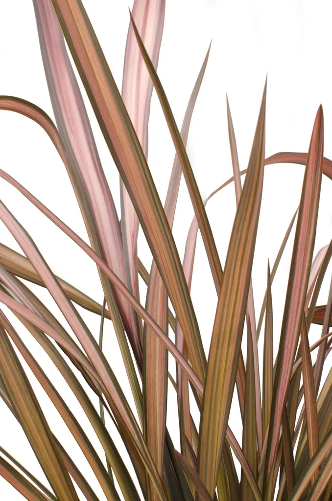 Neuseeländischer Flachs 'Pink Flamingo' (Phormium) – Blattpflanze, Topf-Ø 14 cm, Höhe ca. 50 cm