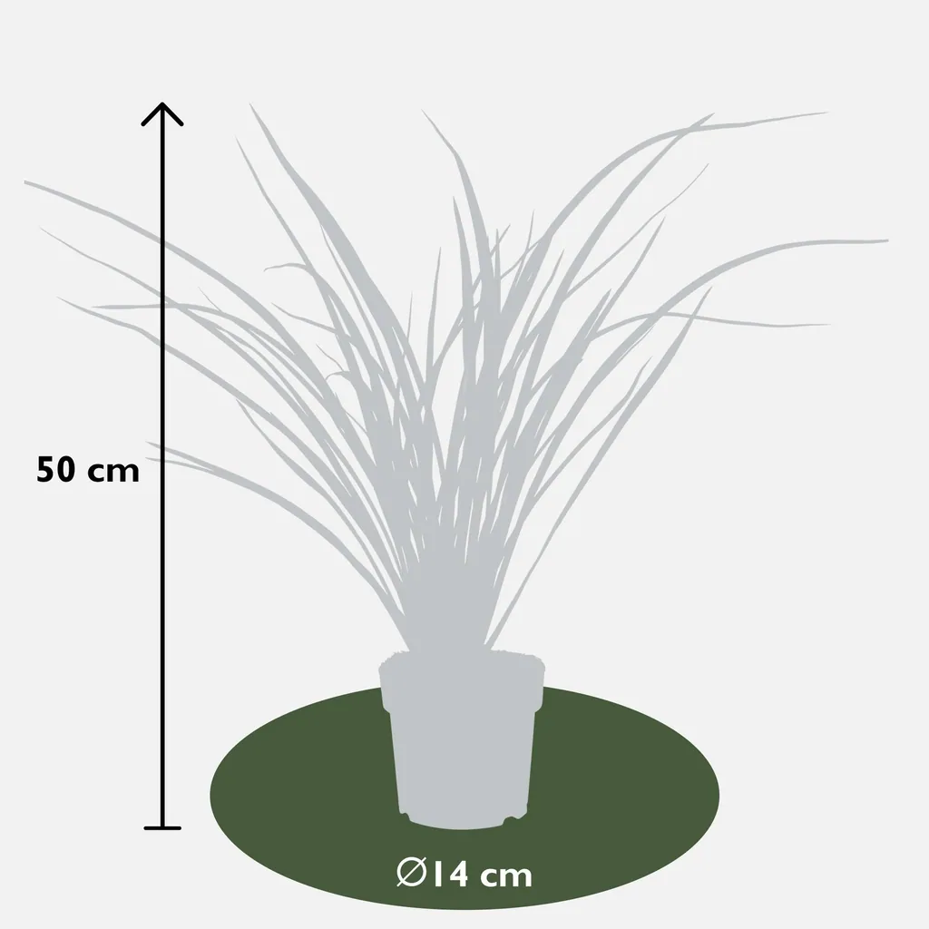Neuseeländischer Flachs 'Rubra Nana' (Phormium tenax) – winterharte immergrüne Staude, Topf-Ø 14 cm, Höhe ca. 50 cm