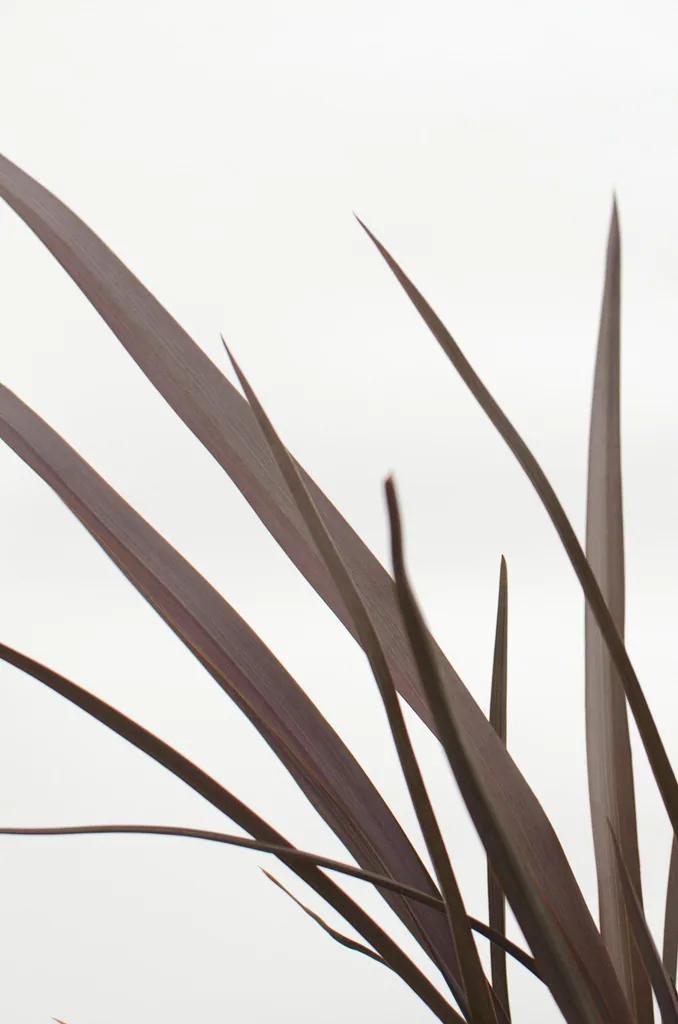 Neuseeländischer Flachs 'Rubra Nana' (Phormium tenax) – winterharte immergrüne Staude, Topf-Ø 14 cm, Höhe ca. 50 cm