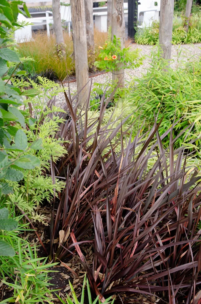 Neuseeländischer Flachs 'Rubra Nana' (Phormium tenax) – winterharte immergrüne Staude, Topf-Ø 14 cm, Höhe ca. 50 cm