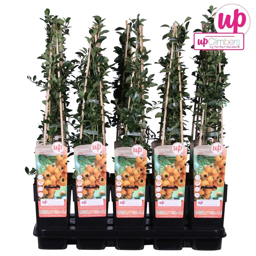 Feuerdorn 'Soleil dOr' (Pyracantha coccinea) – winterharter Zierstrauch, Topf-Ø 15 cm, Höhe ca. 65 cm
