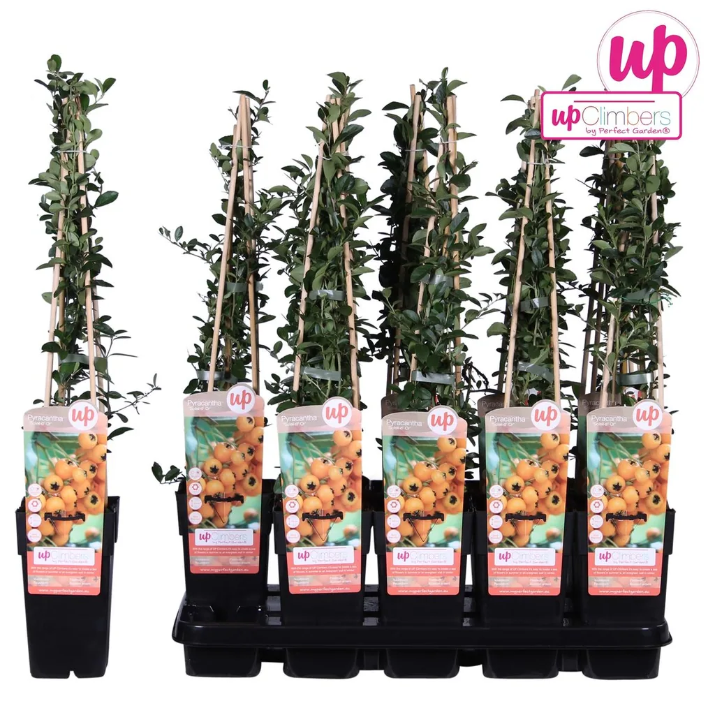 Feuerdorn 'Soleil dOr' (Pyracantha coccinea) – winterharter Zierstrauch, Topf-Ø 15 cm, Höhe ca. 65 cm