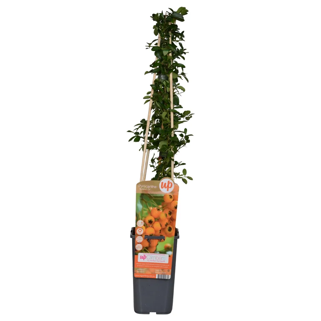 Feuerdorn 'Soleil dOr' (Pyracantha coccinea) – winterharter Zierstrauch, Topf-Ø 15 cm, Höhe ca. 65 cm