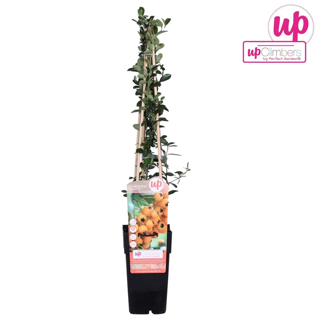Feuerdorn 'Soleil dOr' (Pyracantha coccinea) – winterharter Zierstrauch, Topf-Ø 15 cm, Höhe ca. 65 cm