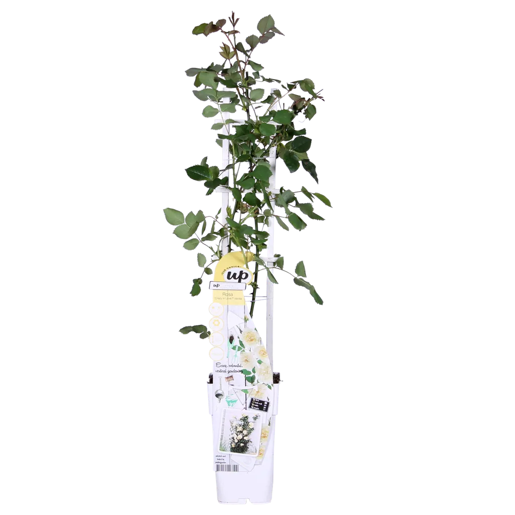 Kletterrose 'Vanilla' (Rosa) – winterharte Kletterpflanze, Topf-Ø 15 cm, Höhe ca. 65 cm