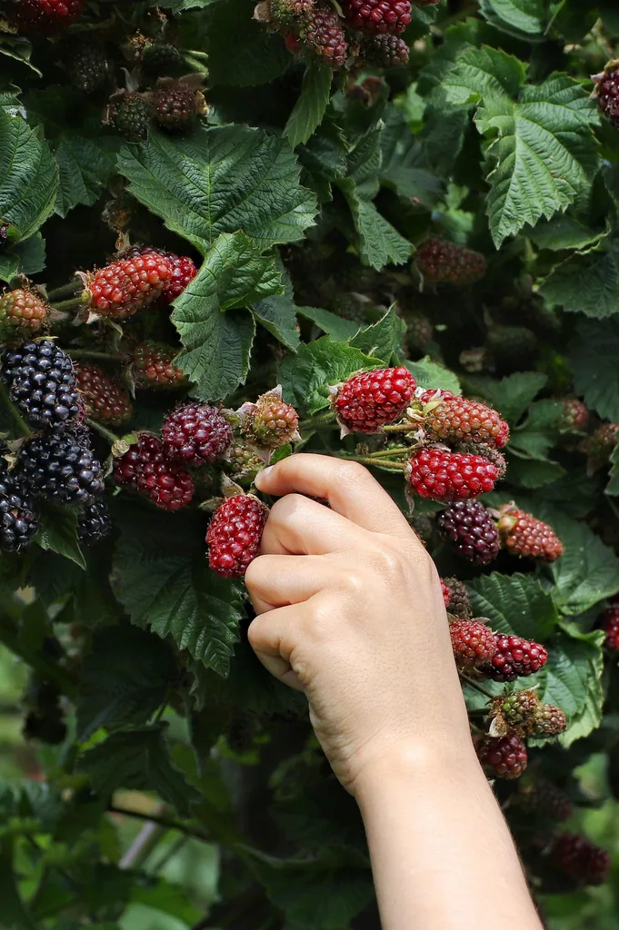 Brombeere 'Thornless Evergreen' (Rubus fruticosus) – winterharte Beerenobst-Pflanze, Topf-Ø 13 cm, Höhe ca. 45 cm