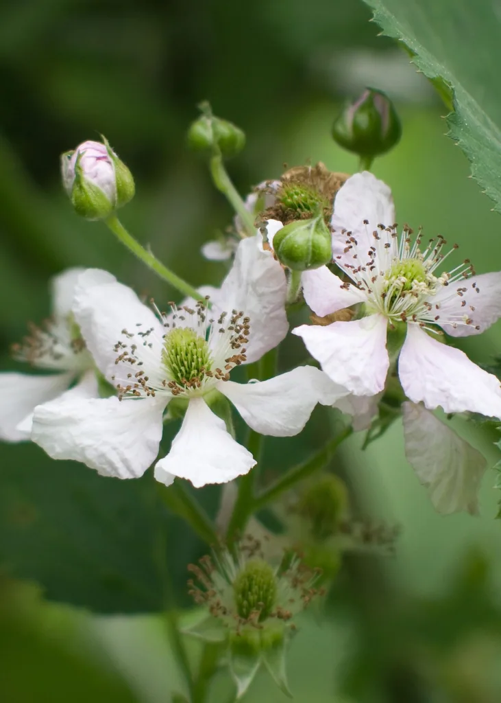 Brombeere 'Thornless Evergreen' (Rubus fruticosus) – winterharte Beerenobst-Pflanze, Topf-Ø 13 cm, Höhe ca. 45 cm